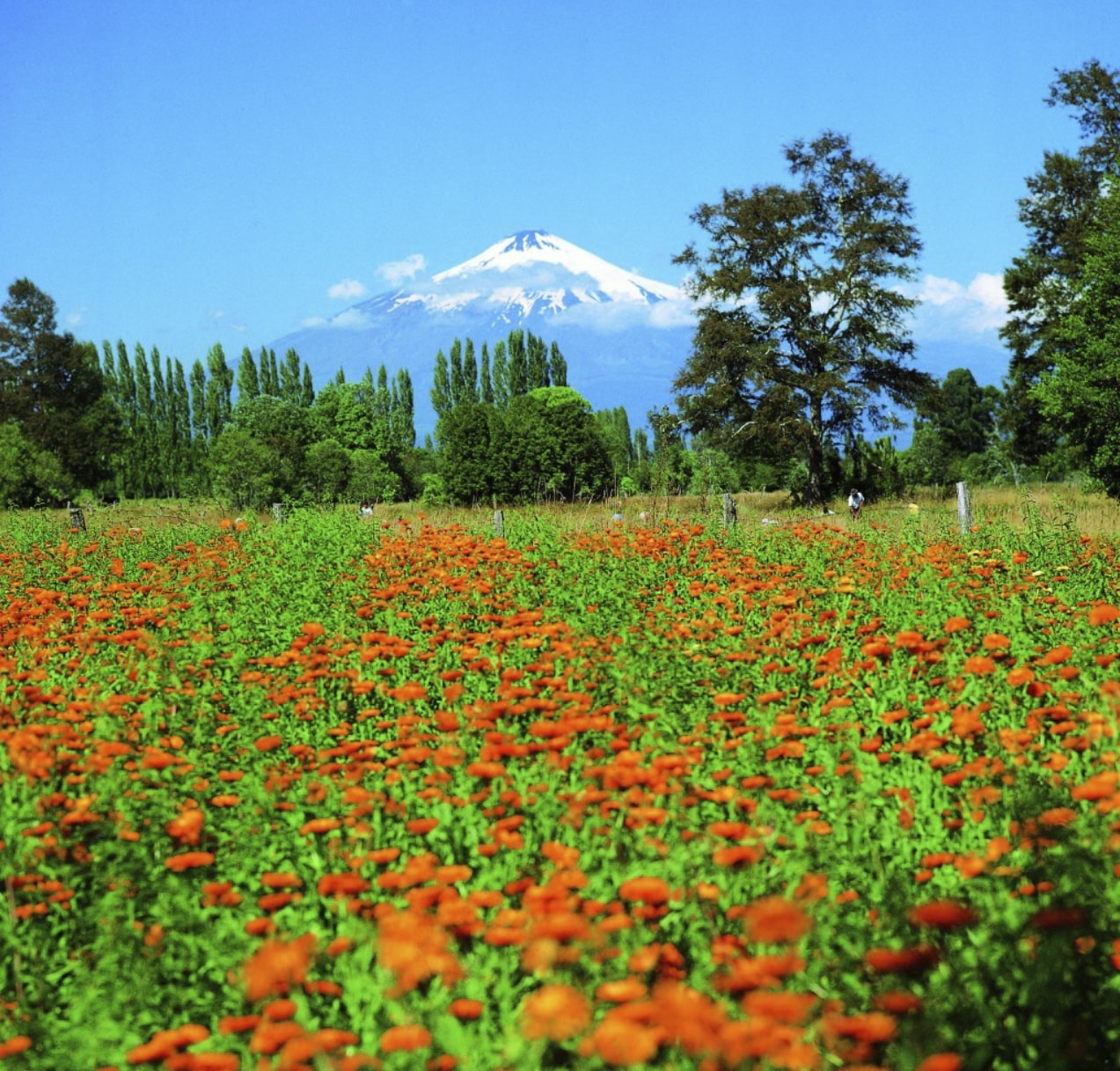Visuel d'illustration représentant un champ