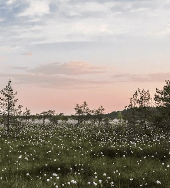 Visuel d'illustration qui présente un champ et des arbres